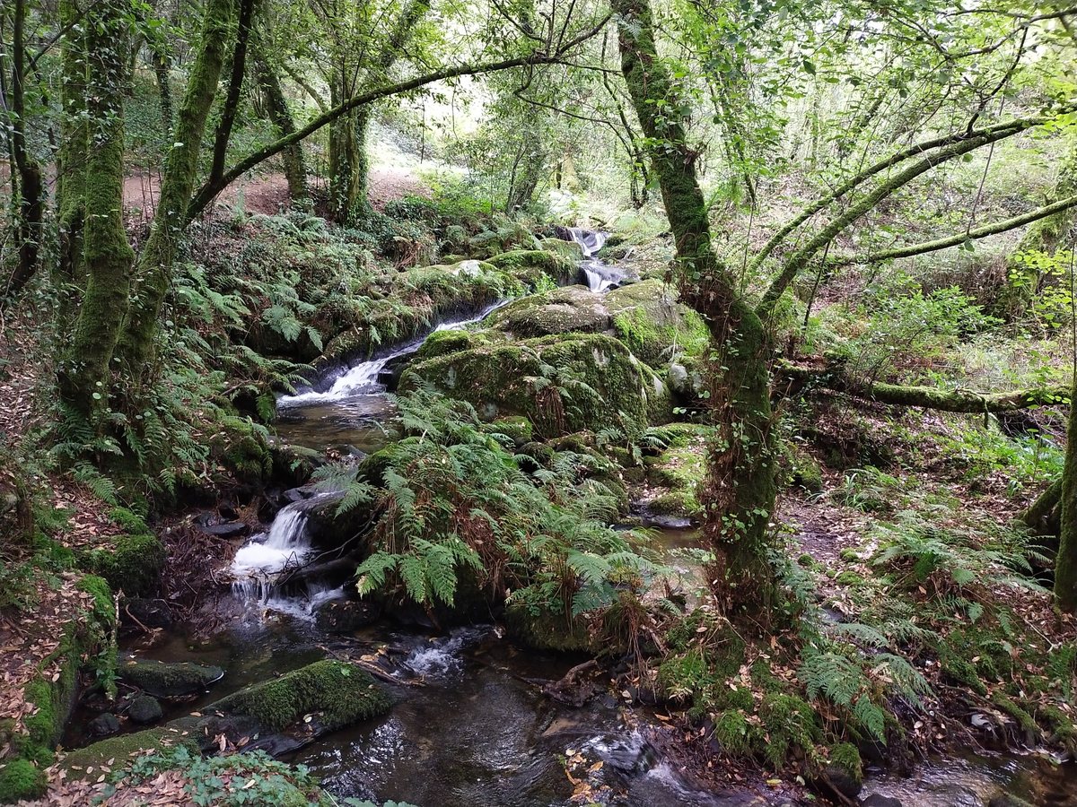 Bosque húmedo y arroyo en el Camino